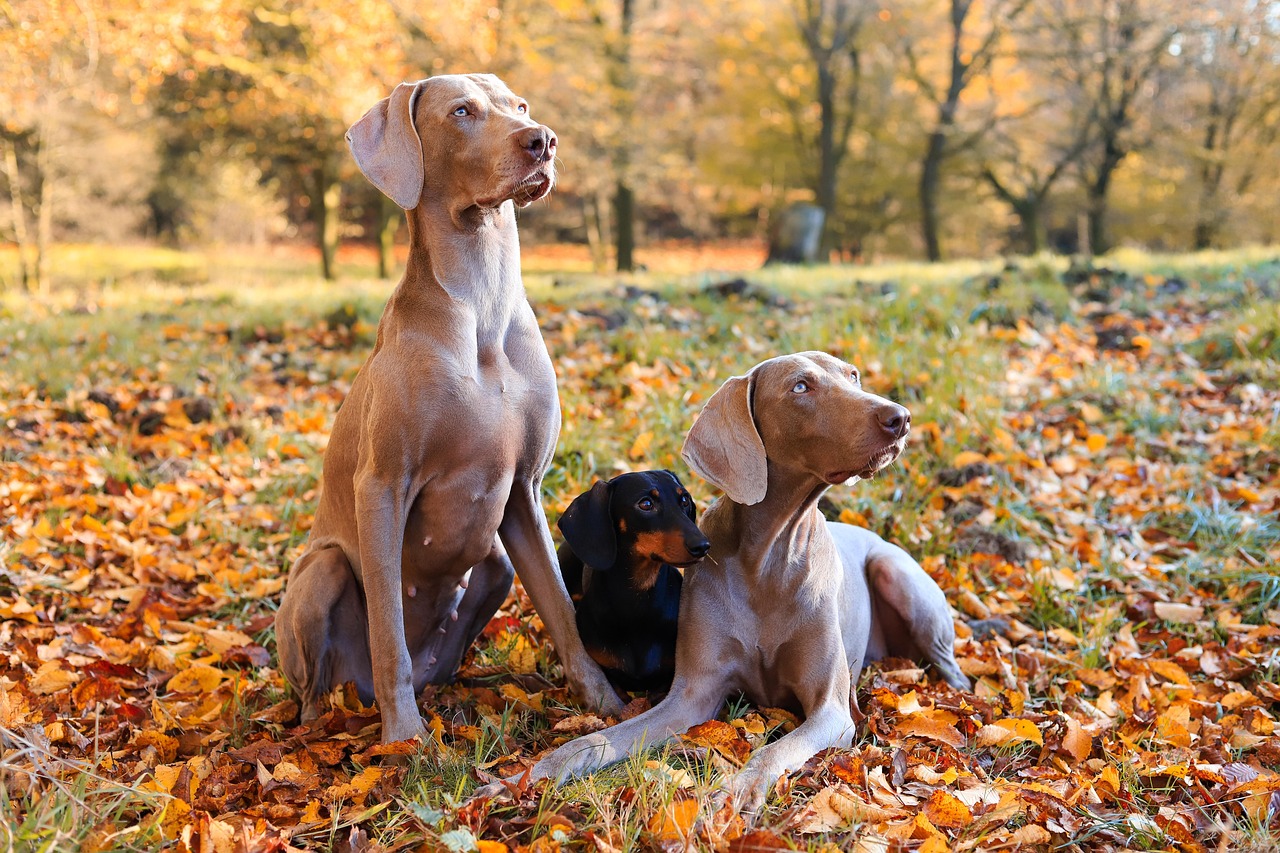Puppy Training – Image 3